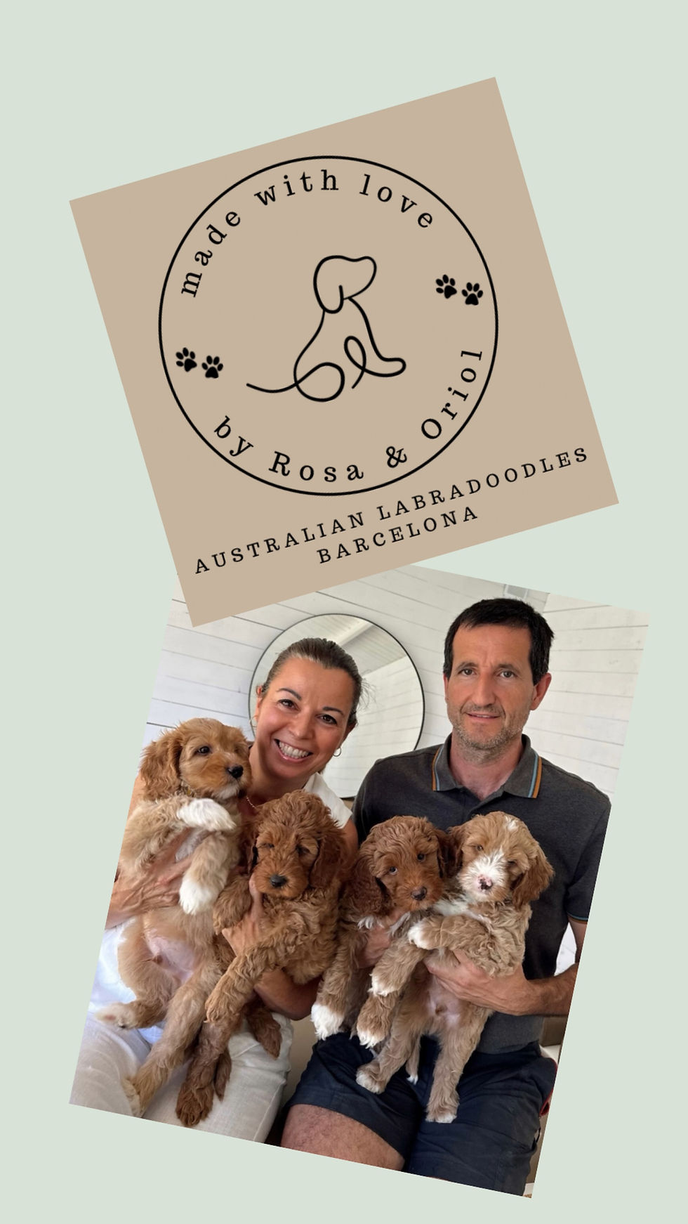 australian labradoodle breeders, labradoodle, mini labradoodle puppies for sale.png