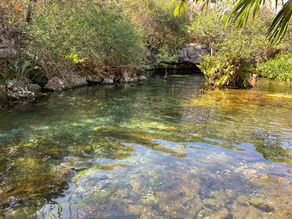 Fish Tacos, Cenotes, & Drinks