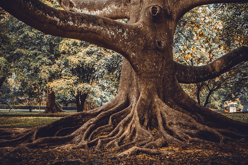 tree roots.jpeg