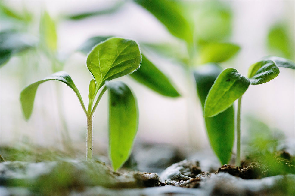 A New Season // Terry Wong