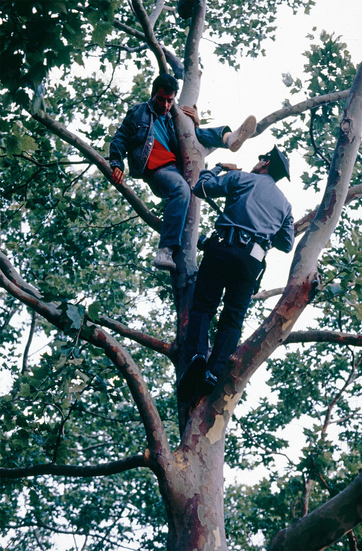 Cop in Tree