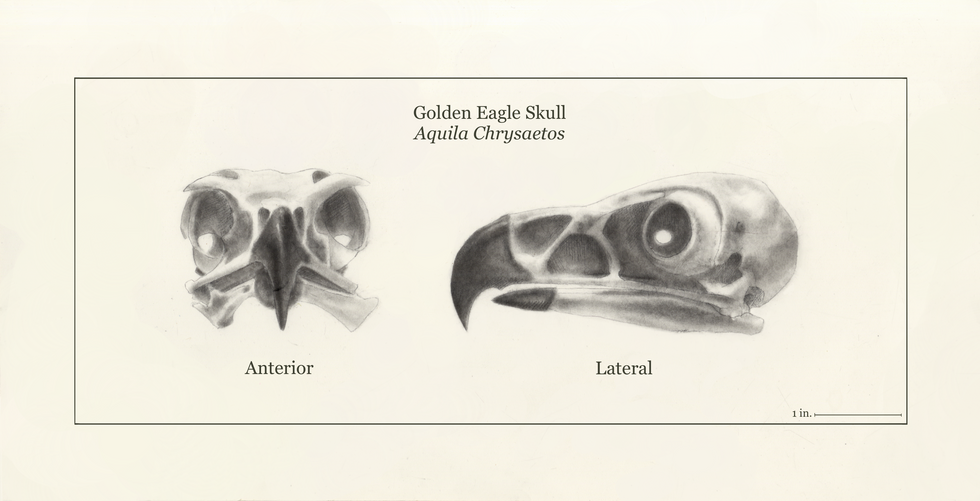 Golden Eagle Skull
