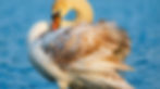 Featured Avian Cases