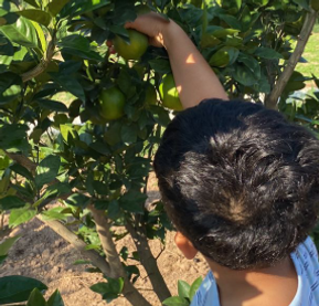 Fruit Picking