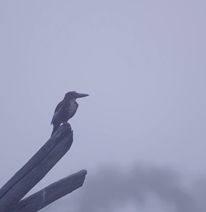 Birdwatching