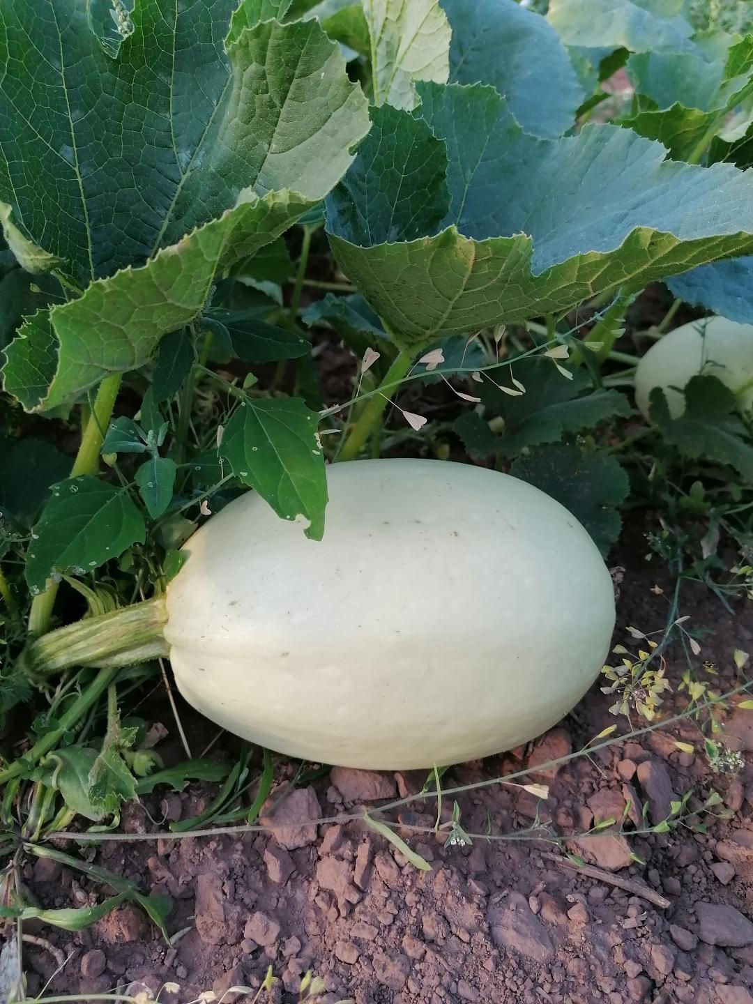 Speisekürbis Spaghetti