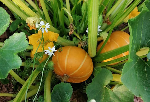 thumbnail (25)_edited.jpg