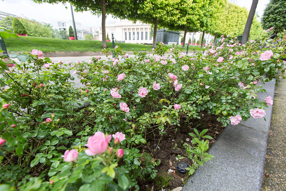 Fleurissement en ville