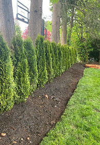 Planting privacy trees