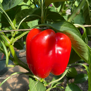 Pepper