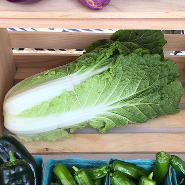 Napa Cabbage