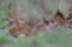 White throated Sparrow Deerfield MA 04_18_2026.jpg