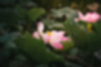 Lotus Flowers.jpeg