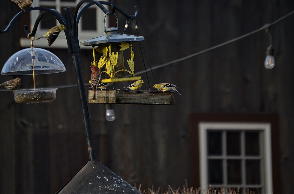 Gold Finch 3 Deerfield MA March 2026.jpg