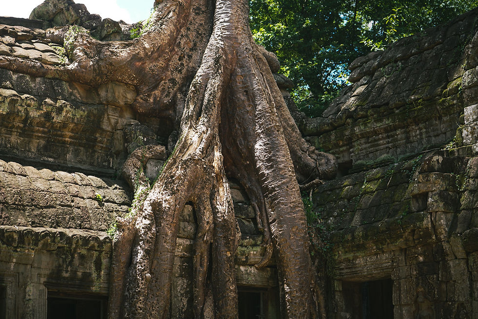 Roots of Time.jpeg