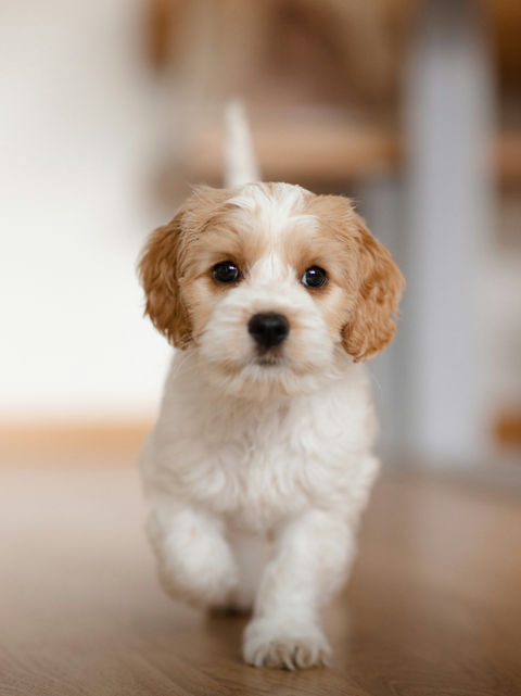 Puppy training classes teach essential obedience, housebreaking, socialization, and behavior skills to help your puppy grow into a well-mannered, confident adult dog. Ideal for new dog owners seeking expert puppy obedience training near them.