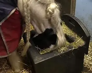 Horse eating from Haycube in USA