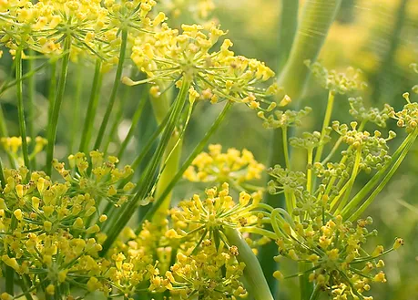 General Fund - Donate Here