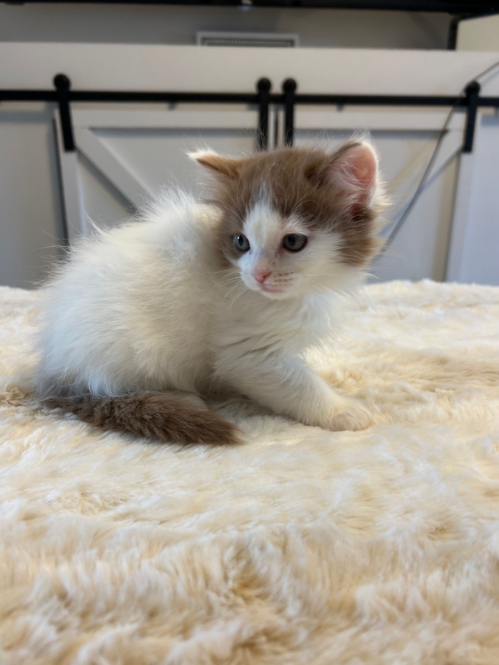 Cinnamon solid Van male-$2600
