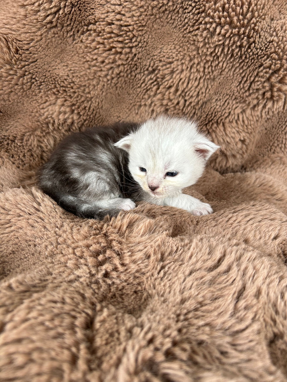 black shaded boy #2-$3800