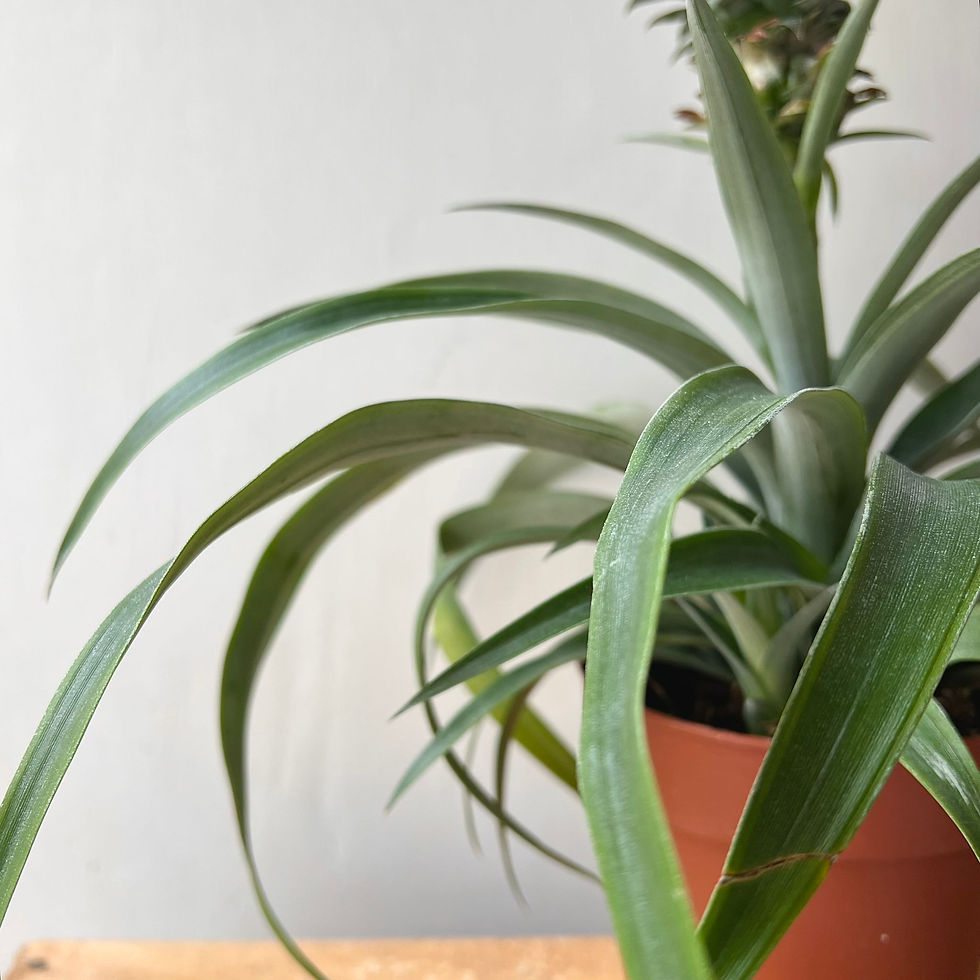 Thumbnail: Ananas 'Corona' | Pineapple Plant