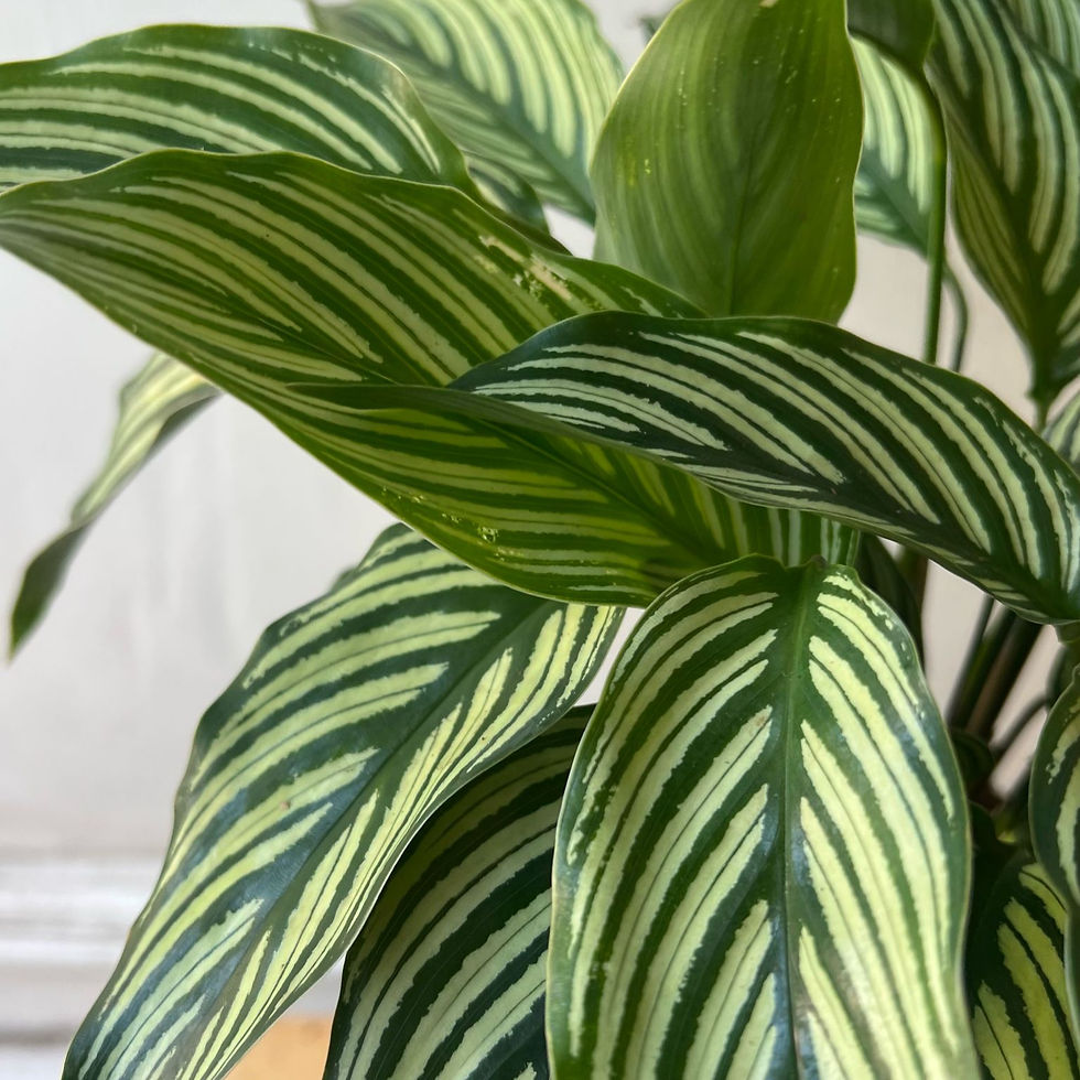Thumbnail: Calathea ‘Vittata’ | Prayer Plant