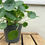 Thumbnail: Pilea peperomioides | Chinese Money Plant