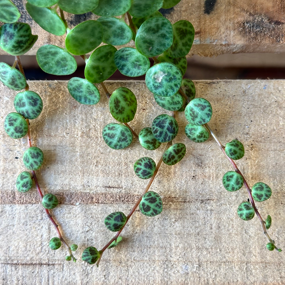 Thumbnail: Peperomia prostrata | String-of-turtles