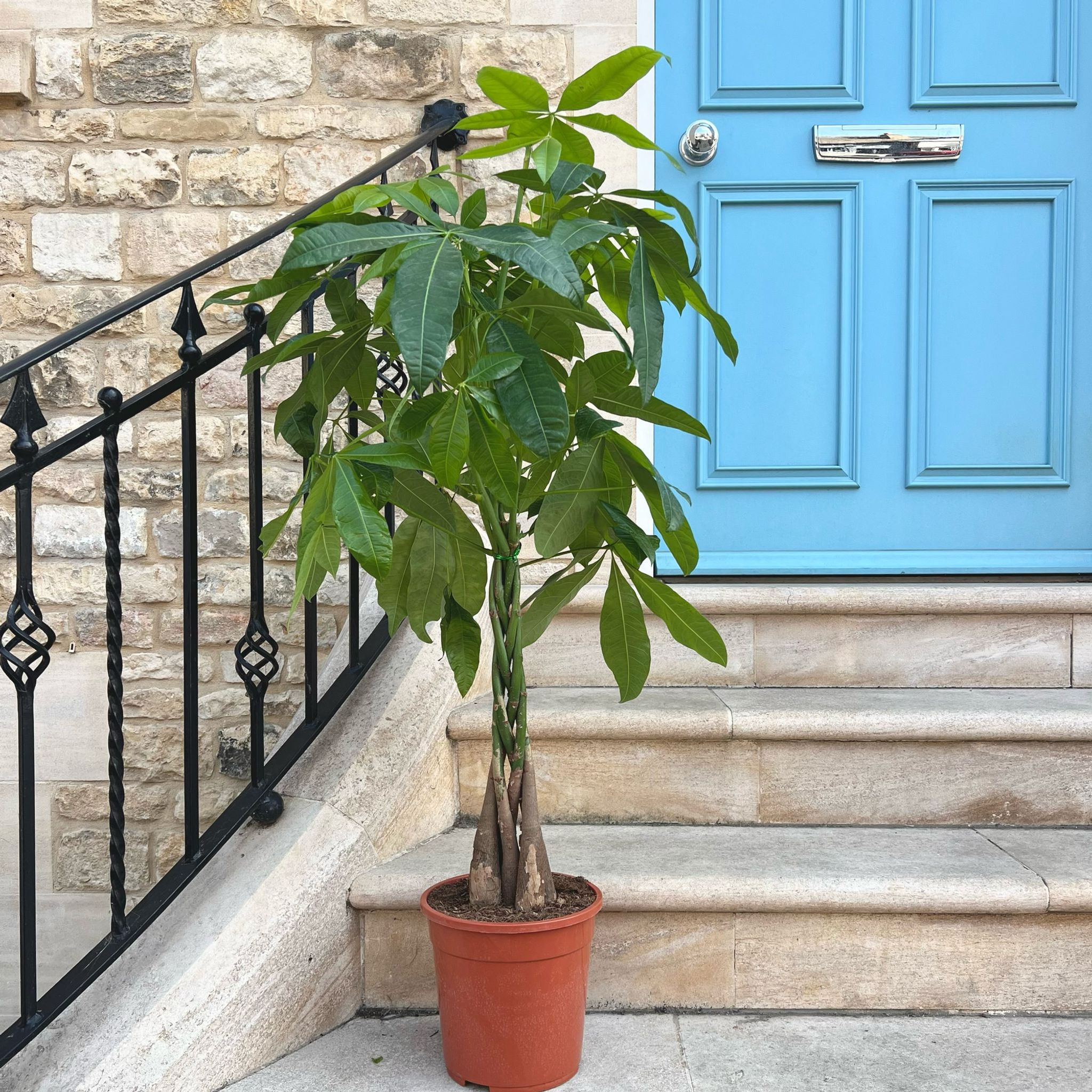 Pachira aquatica | Mexican Fortune Tree