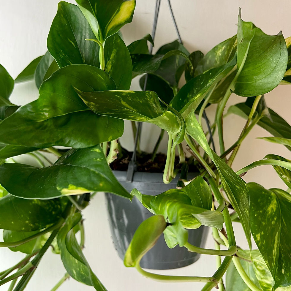 Thumbnail: Epipremnum aureum (Hanging Pot) | Golden Pothos