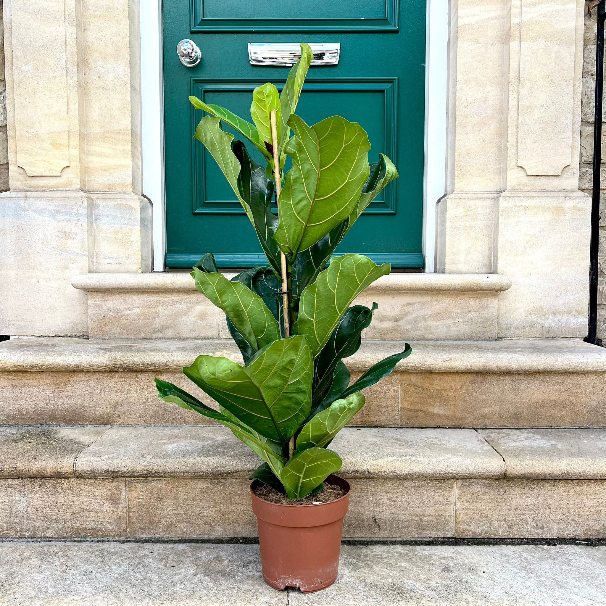 Ficus lyrata | Fiddle Leaf Fig