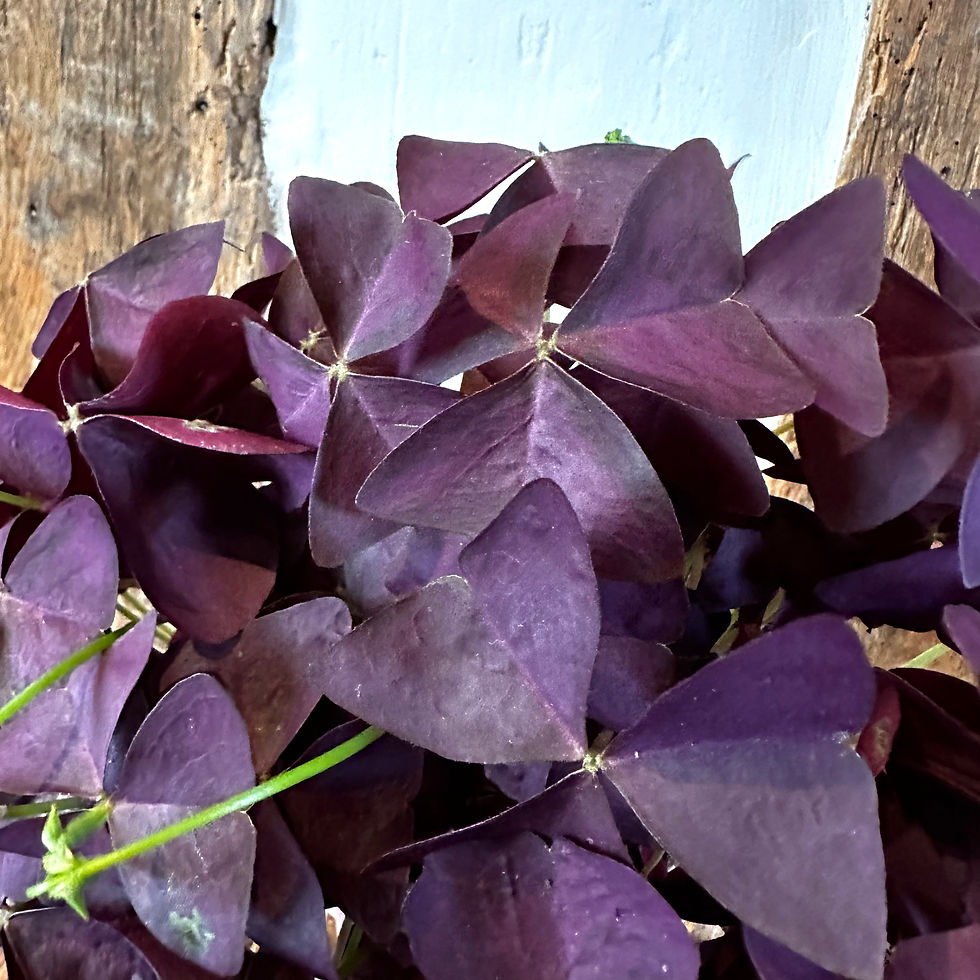 Thumbnail: Oxalis triangularis 'Mijke' | False Shamrock