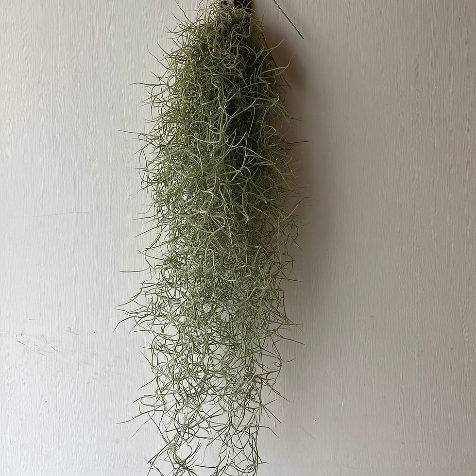 Thumbnail: Tillandsia usneoides | Spanish Moss