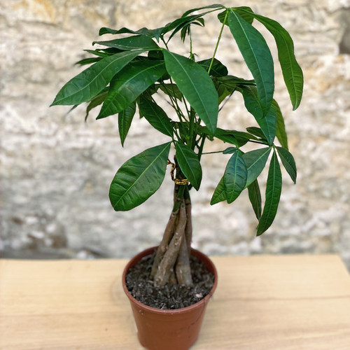 Pachira aquatica | Mexican Fortune Tree | Stamford Botanics
