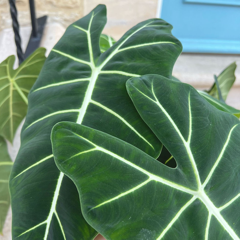 Thumbnail: Alocasia 'Frydek' | Green Velvet Alocasia