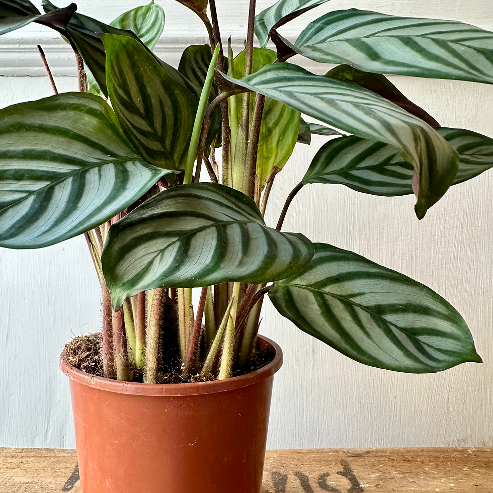 Thumbnail: Ctenanthe setosa 'Compact Star' | Fishbone Prayer Plant