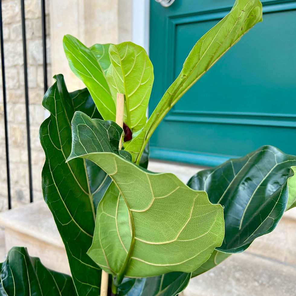 Thumbnail: Ficus lyrata | Fiddle Leaf Fig