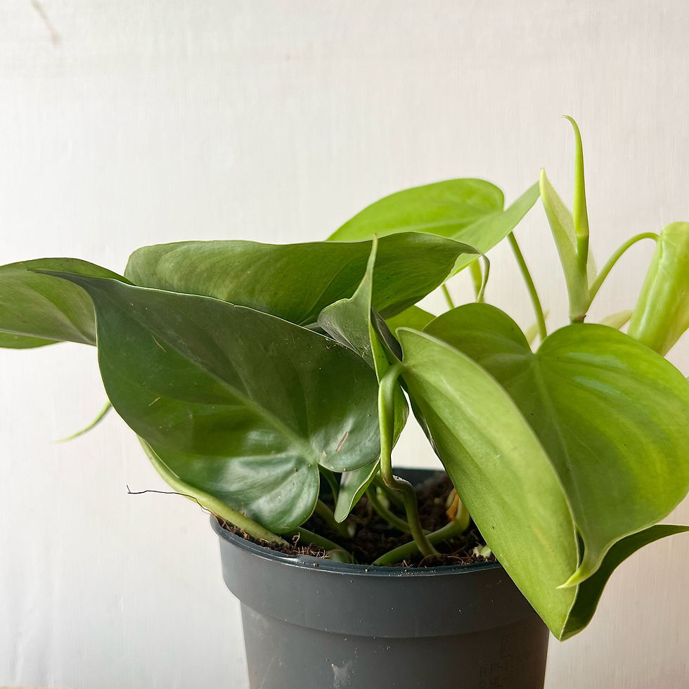 Thumbnail: Philodendron scandens | Heart Leaf Philodendron