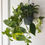 Thumbnail: Epipremnum aureum (Hanging Pot) | Golden Pothos