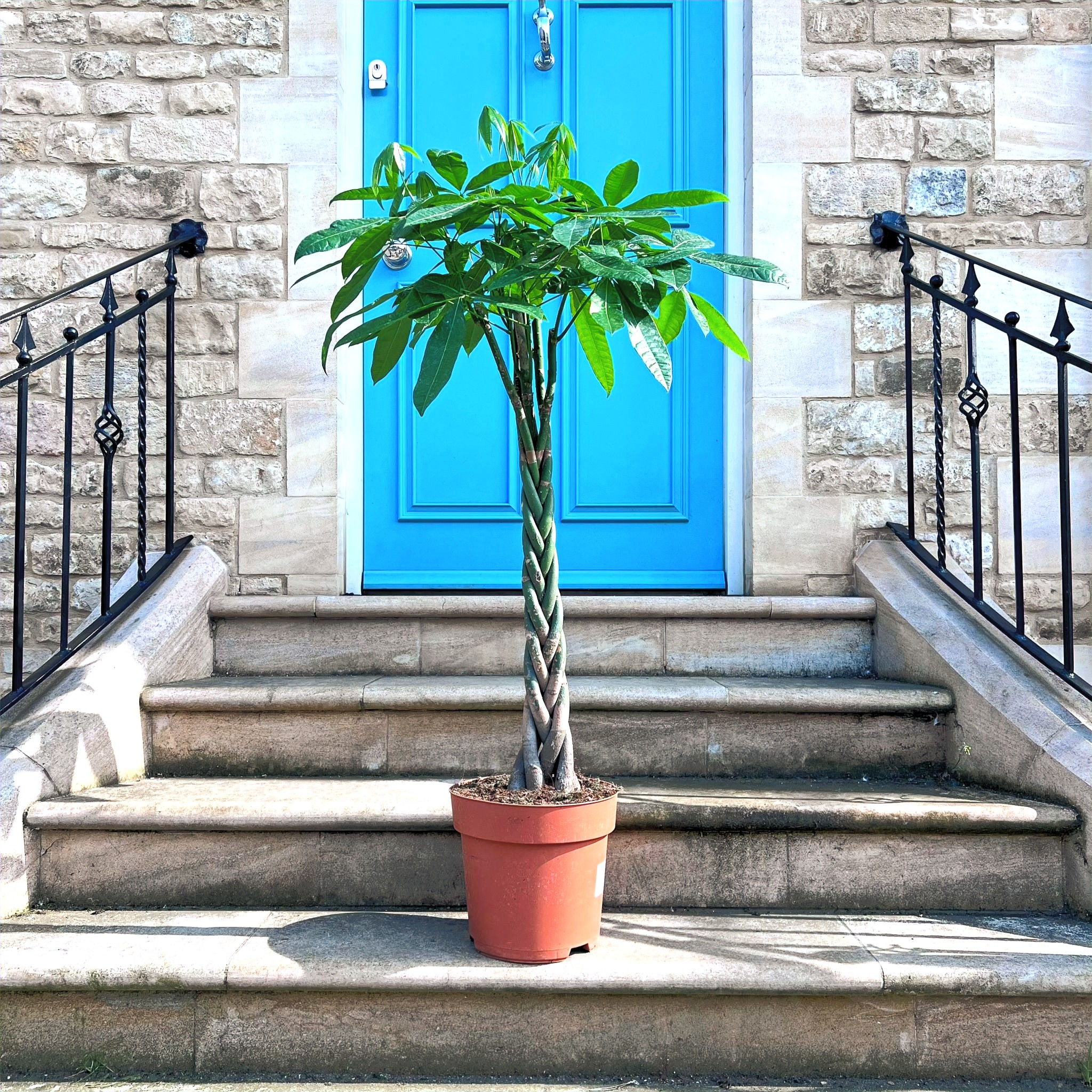Pachira aquatica | Mexican Fortune Tree