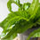 Thumbnail: Asplenium antiquum 'Hurricane' | Hurricane Bird's Nest Fern