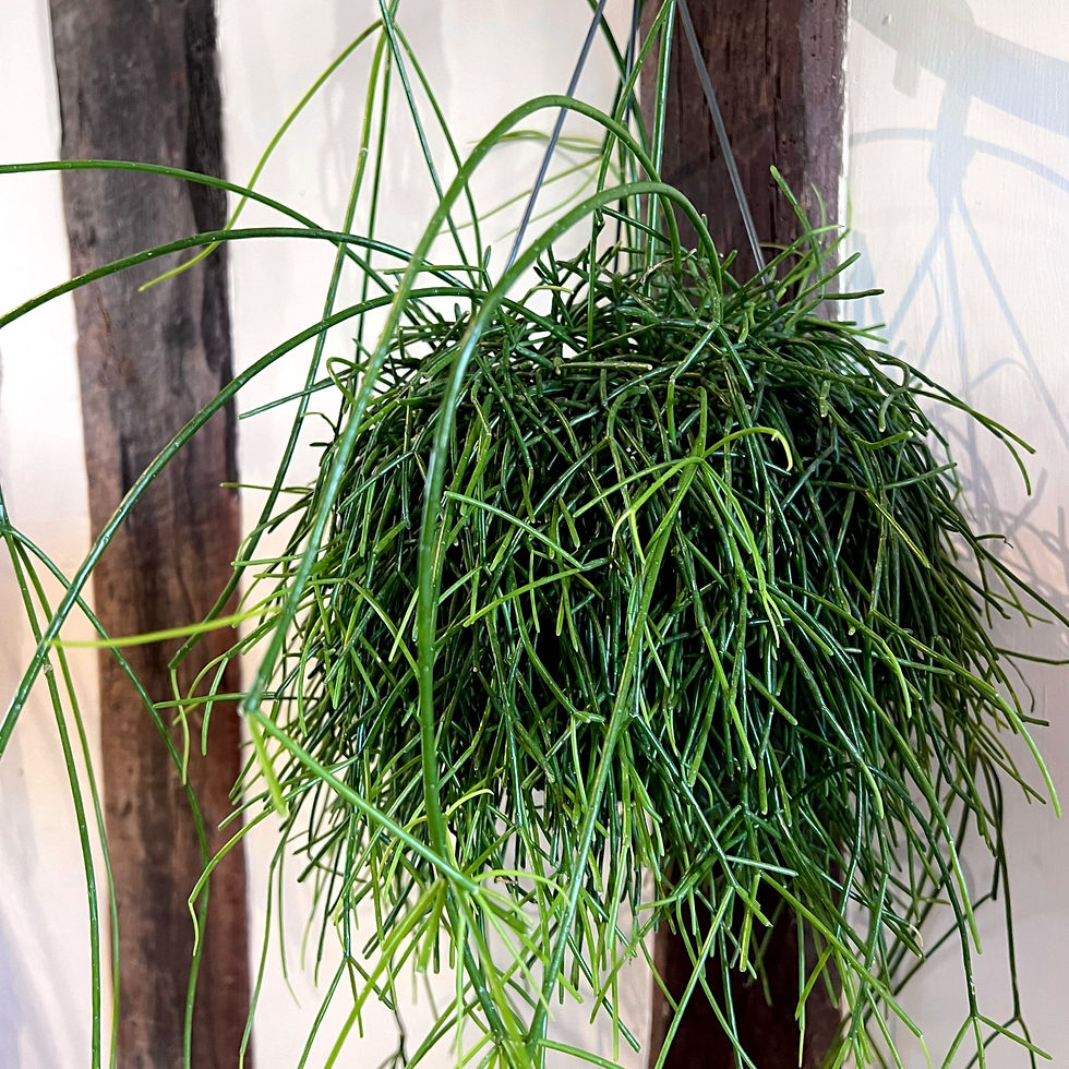 Thumbnail: Rhipsalis baccifera | Mistletoe Cactus