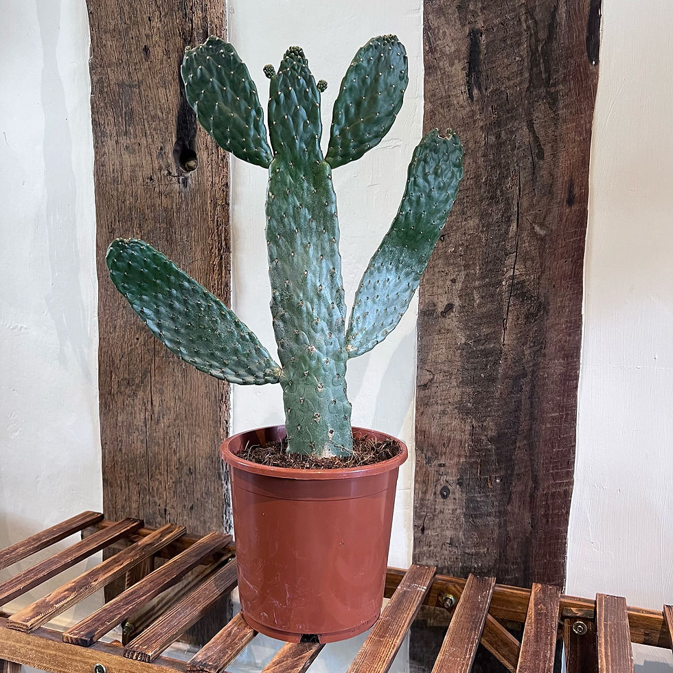 Thumbnail: Opuntia rubescens 'Consolea' | Road Kill Cactus
