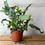 Thumbnail: Phlebodium aureum | Blue Star Fern