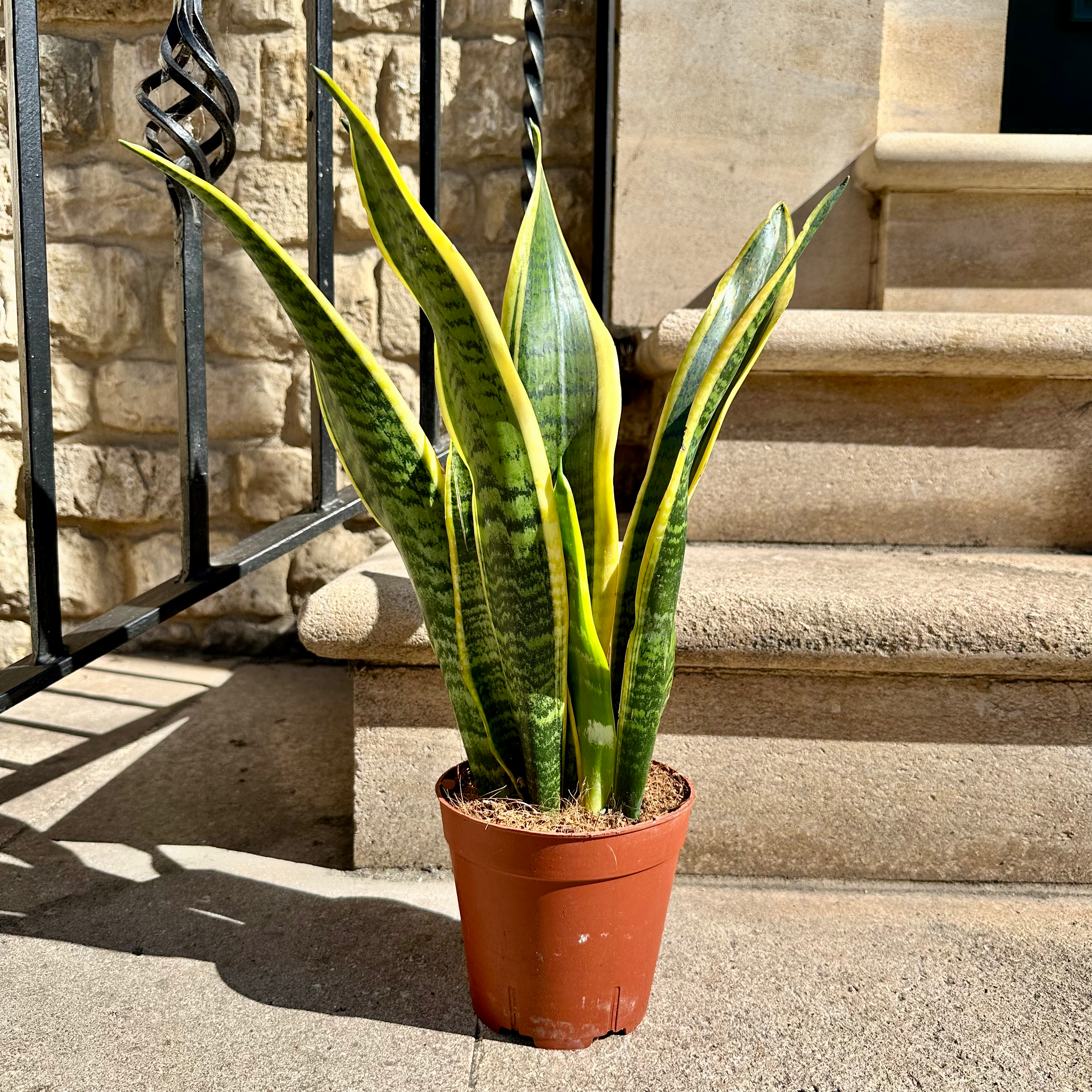 Dracaena (Sansevieria) trifasciata 'Laurentii' | Snake Plant