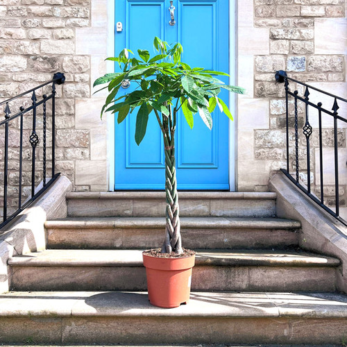 Pachira aquatica | Mexican Fortune Tree | Stamford Botanics