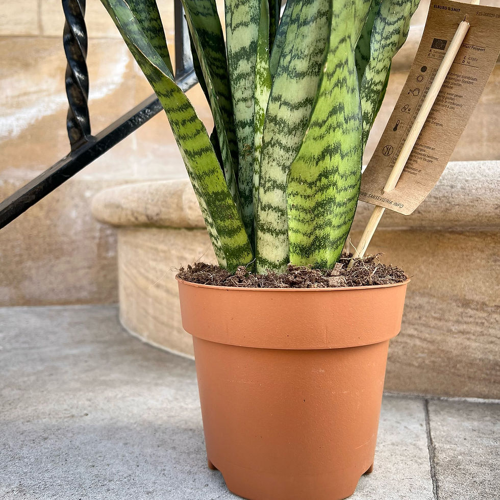 Thumbnail: Dracaena (Sansevieria) zeylinica | Snake Plant