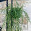 Thumbnail: Hoya linearis | Wax Plant