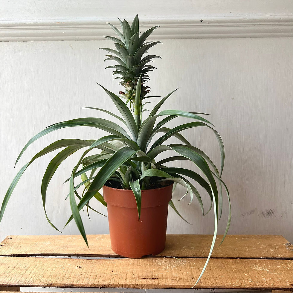 Thumbnail: Ananas 'Corona' | Pineapple Plant