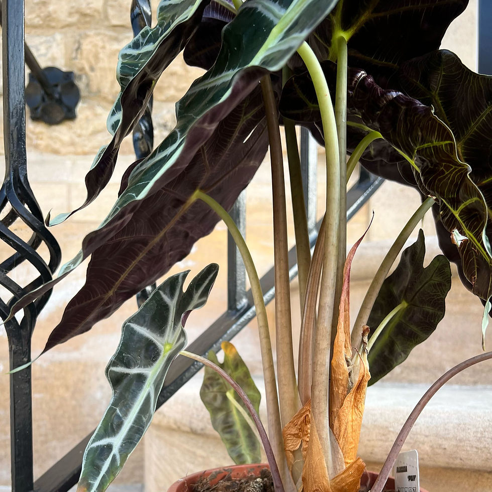 Thumbnail: Alocasia amazonica 'Polly' | Elephant Ear
